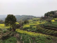 -桑洲油菜花景区