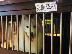 -more than meow吴止猫主题餐厅(承德 中船汇店)