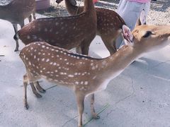 -鹿境梅花鹿生态园区