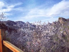 -大岭沟猕猴桃谷风景区
