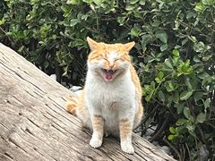 -星伦多自助料理(花山金鹰店)