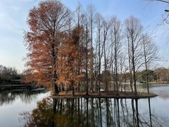 -上海共青森林公园