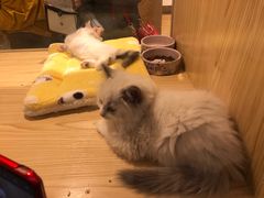 -屋虎猫馆(宝安大仟里店)