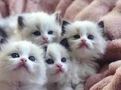 -瑞派动物医院·绝育·犬猫全科·预防医学(光景江南中店)