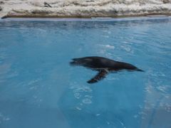 -帝企鹅自助餐厅•儿童岛•真企鹅(长隆企鹅酒店)