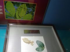 -上海昆虫博物馆