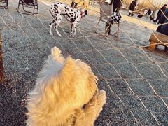 -爪吧宠物乐园·宠物泳池(温榆河示范区店)