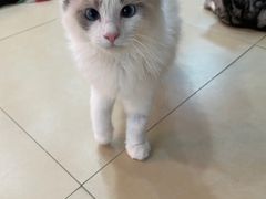 -喵宠乐园·撸猫互动·猫舍