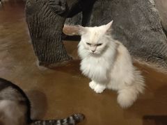 -猫猫幼稚园·撸猫·桌游·电玩