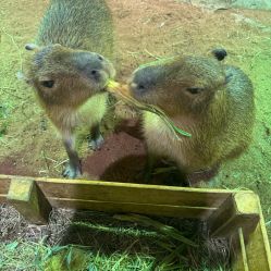 点击看大图 -Zoolung Zoolung动物主题公园(海信广场店)