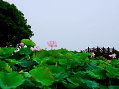 -荷塘月色湿地公园·向阳花洲