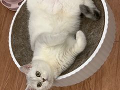 -lincat·猫舍(广州店)