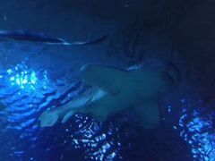 -暹罗海洋世界
