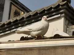 -白鹿原·白鹿仓