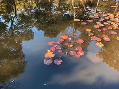 -深圳国际园林花卉博览园