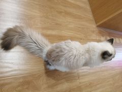 -滚猫咖啡·猫咖·猫友好撸猫(未来城店)