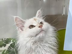 -青奢宠物·青奢猫舍