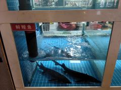 -石锅苗苗鱼(武汉首店)