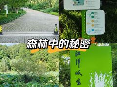 -西湖风景区-江洋畈生态公园