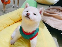 -逗柴咖啡屋·狗咖猫咖宠物桌游