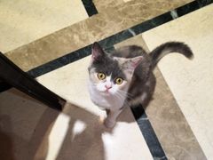 -猫色咖啡·猫咖