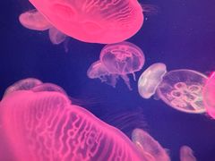 -江和美海洋公园