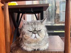 -楼上猫咖(罗湖店)