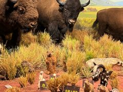 -陕西自然博物馆