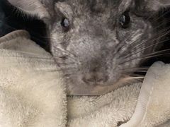 -瑞派·关忠动物医院·异宠专科·犬猫肿瘤·皮肤专科(望京店)