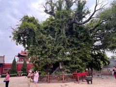 -大槐树寻根祭祖园