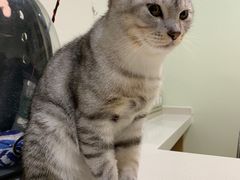 -艾贝尔宠物医院·24H转诊中心·肿瘤猫专科(江宁双龙店)