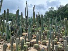 -深圳仙湖植物园