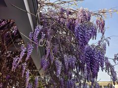 -石家庄市植物园