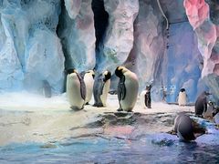 -帝企鹅自助餐厅•儿童岛•真企鹅(长隆企鹅酒店)