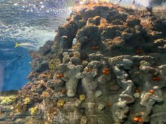 -上海海洋水族馆