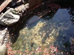 -黄山温泉国际旅游度假区