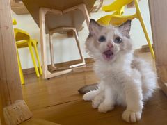 -猫にゃん · 猫的隐藏屋猫咖(麦地旗舰店)