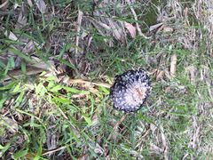 iphone_upload_pic-上海汽车博览公园-北门停车场