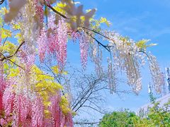 -嘉定紫藤园