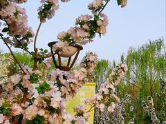 -海棠花溪(元大都城垣遗址公园)
