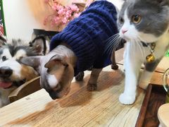-李小姐の猫咖啡馆(五角场店)