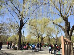 iphone_upload_pic-紫竹院公园冰场