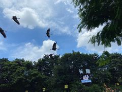 -广州长隆飞鸟乐园