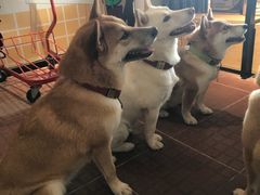 -柴犬高等学院·狗咖·柴犬售卖·宠物训练