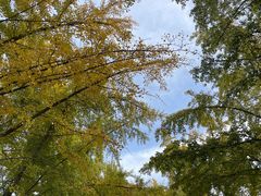 -三里屯东五街银杏大道