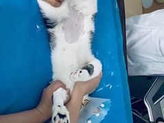-达爱动物医院·犬猫分区·CT·复杂眼科(远洋山水分院)