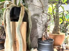 -自由生长植物工作室(深港花卉中心店)