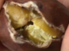 -阿男野栗王(金门路店)