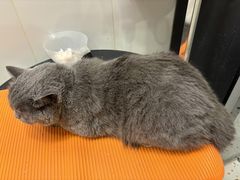 -囡的喵喵酱·萌宠生活馆·宠物洗护美容(胶州路店)