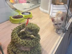 -BABIT巴比特宠物(MOMOPARK店)